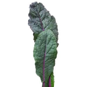 Mavi Kale tohumu dazzling blue kale