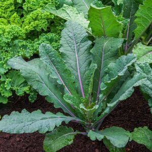 Mavi Kale tohumu dazzling blue kale