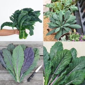 Mavi Kale tohumu dazzling blue kale