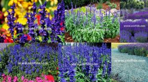 Mavi salvia victoria fidesi