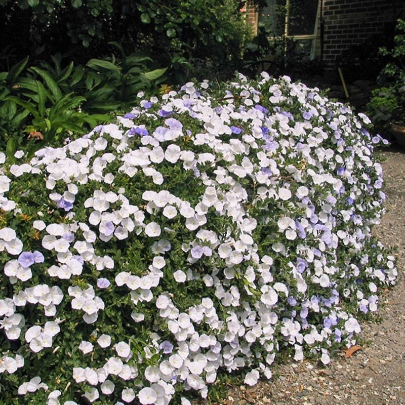 Beyaz çiçekli yayılıcı sarkan convolvulus sabatius fidesi