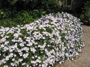 Beyaz çiçekli yayılıcı sarkan convolvulus sabatius fidesi