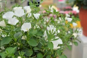 Beyaz çiçekli yayılıcı sarkan convolvulus sabatius fidesi