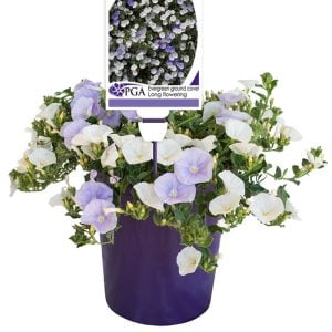 Beyaz çiçekli yayılıcı sarkan convolvulus sabatius fidesi