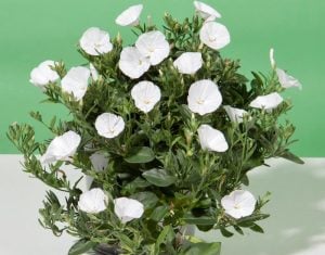 Beyaz çiçekli yayılıcı sarkan convolvulus sabatius fidesi