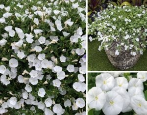 Beyaz çiçekli yayılıcı sarkan convolvulus sabatius fidesi