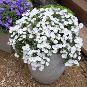 Beyaz çiçekli yayılıcı sarkan convolvulus sabatius fidesi