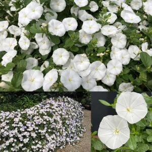 Beyaz çiçekli yayılıcı sarkan convolvulus sabatius fidesi