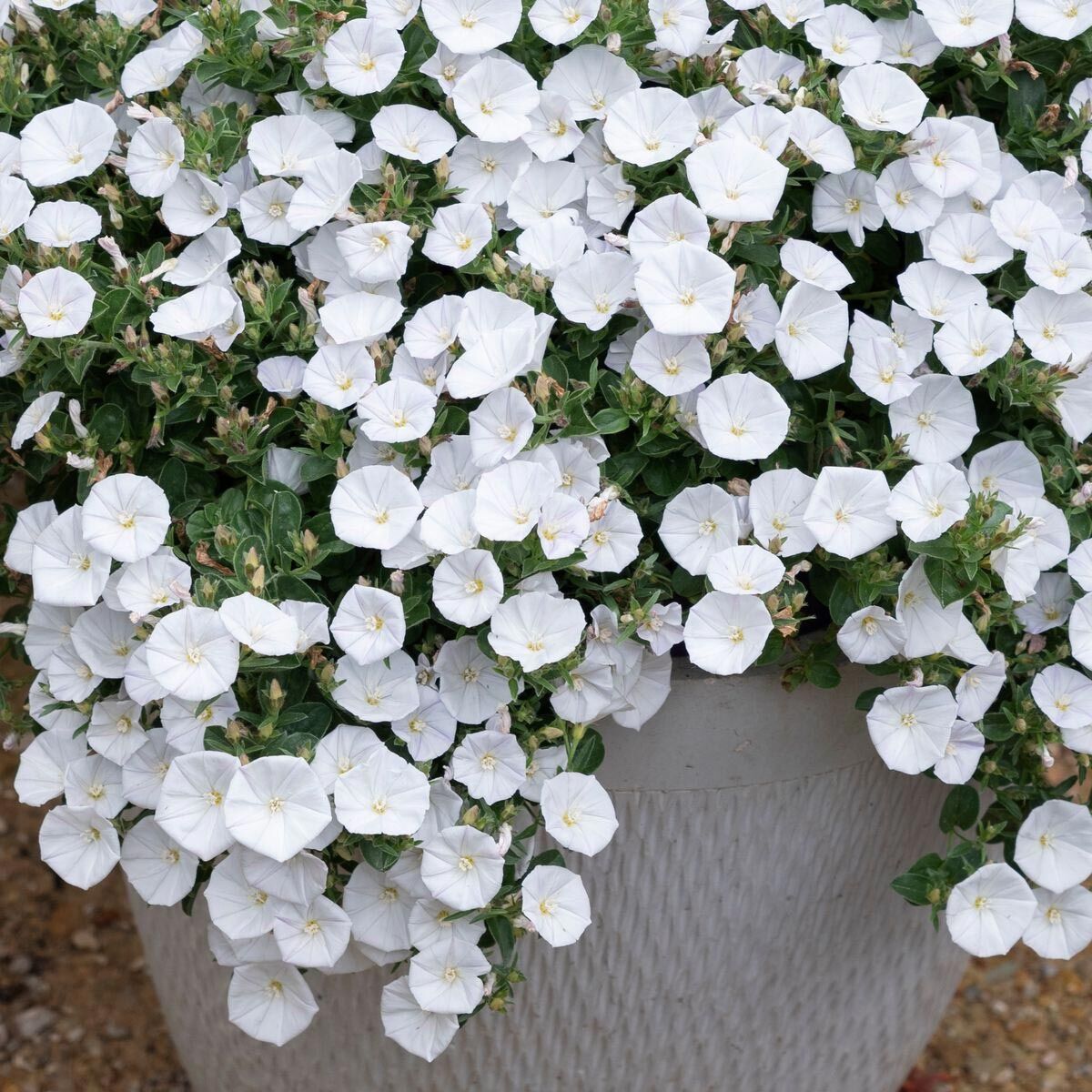 Beyaz çiçekli yayılıcı sarkan convolvulus sabatius fidesi