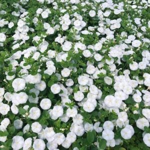 Beyaz çiçekli yayılıcı sarkan convolvulus sabatius fidesi