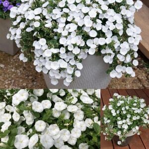 Beyaz çiçekli yayılıcı sarkan convolvulus sabatius fidesi