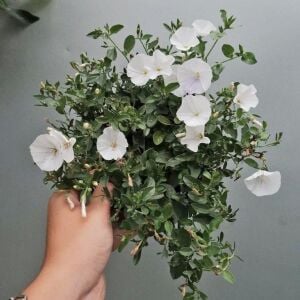 Beyaz çiçekli yayılıcı sarkan convolvulus sabatius fidesi