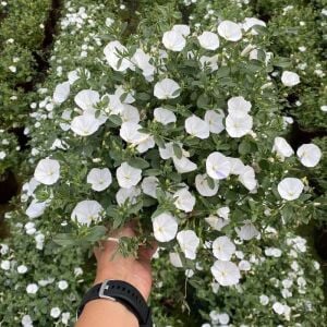 Beyaz çiçekli yayılıcı sarkan convolvulus sabatius fidesi