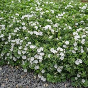 Beyaz çiçekli yayılıcı sarkan convolvulus sabatius fidesi