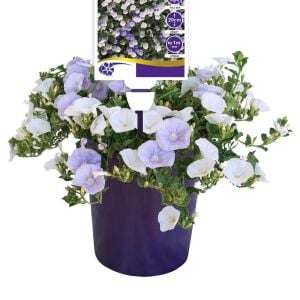 Beyaz çiçekli yayılıcı sarkan convolvulus sabatius fidesi