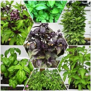 Gastronomik Reyhan fesleğen tohumu karışımı culinary blend