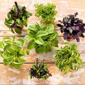 Gastronomik Reyhan fesleğen tohumu karışımı culinary blend