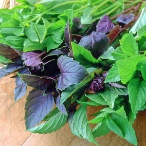 Gastronomik Reyhan fesleğen tohumu karışımı culinary blend