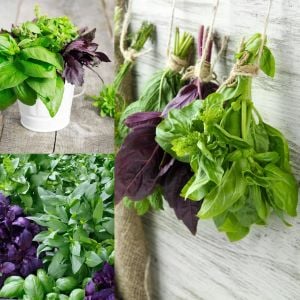 Gastronomik Reyhan fesleğen tohumu karışımı culinary blend