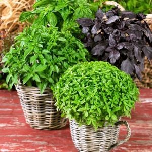 Gastronomik Reyhan fesleğen tohumu karışımı culinary blend