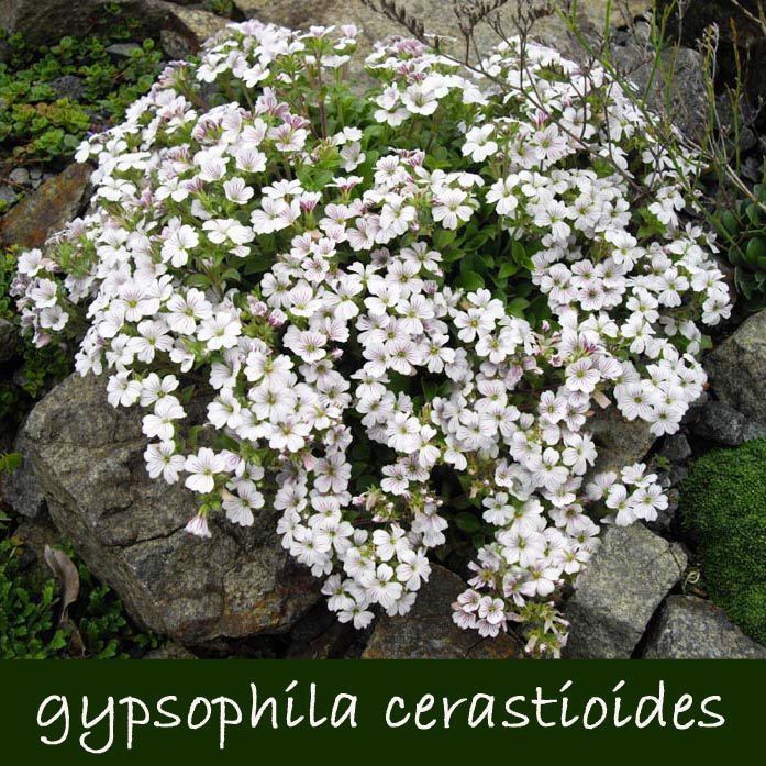 Gypsophila fidesi yer örtücü çim altenatifi - 86,34 TL