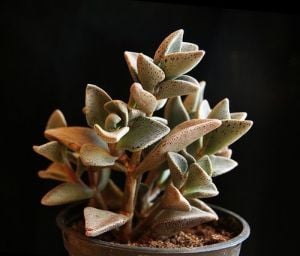 Lenophyllum guttatum sukulent bitki