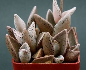 Lenophyllum guttatum sukulent bitki