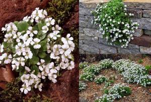 Gypsophila cerastioides yerörtücü jipsofila çiçeği fidesi 3 adet fide