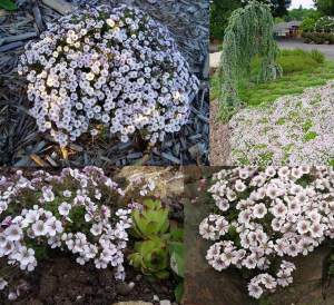 Gypsophila cerastioides yerörtücü jipsofila çiçeği fidesi 3 adet fide