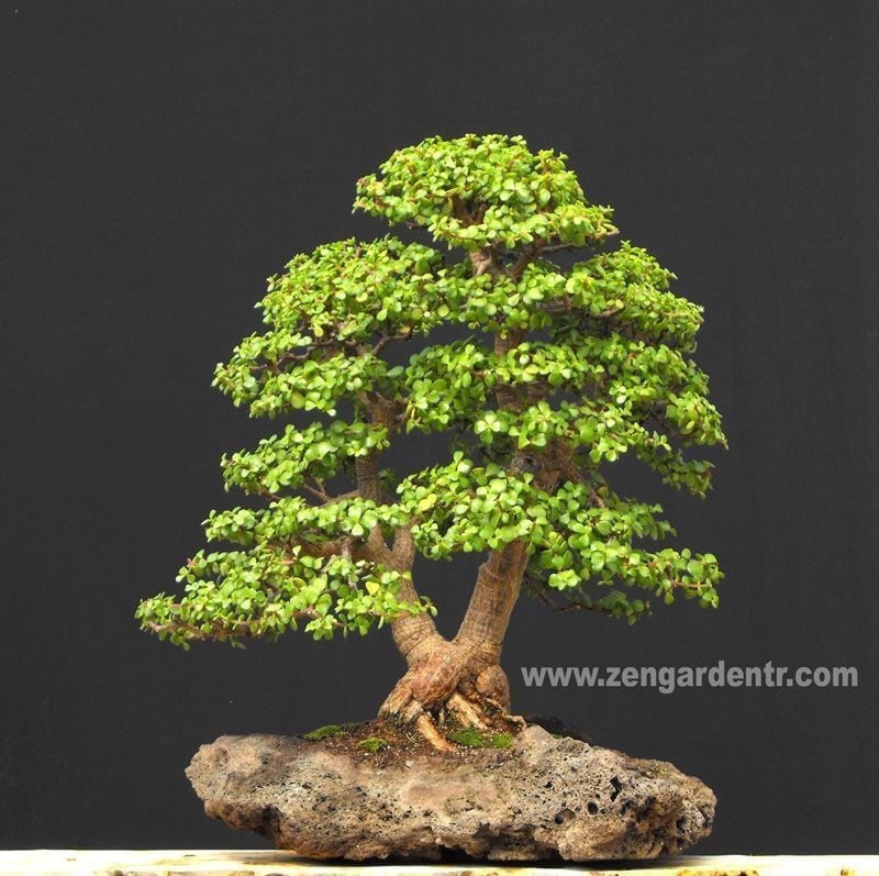 Portulaca afra bonsai sukulent bitki