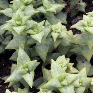 Crassula perforata sukulent bitki
