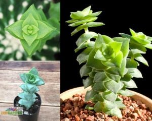 Crassula perforata sukulent bitki