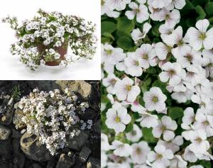 Gypsophila cerastioides yerörtücü jipsofila çiçeği fidesi 45 jumbo fide