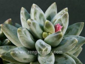 Pachyphytum compactum rozet yapan çiçekli