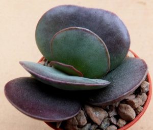 Adromischus trigynus burgundy sukulent bitki