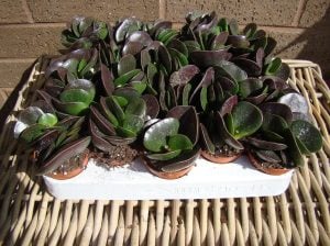 Adromischus trigynus burgundy sukulent bitki