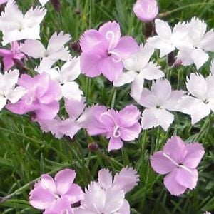 Kokulu alpin karanfil dianthus subacaulis