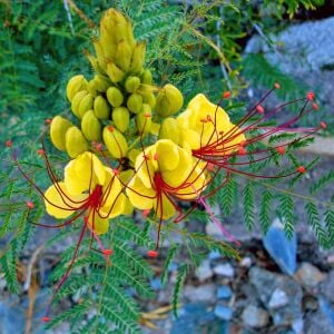 Caesalpinia tohumu sarı cennet kuşu çiçeği