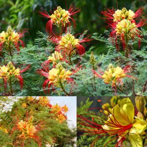 Caesalpinia tohumu sarı cennet kuşu çiçeği