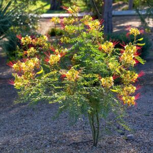 Caesalpinia tohumu sarı cennet kuşu çiçeği