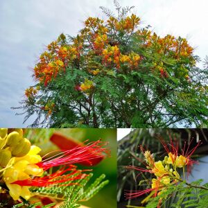 Caesalpinia tohumu sarı cennet kuşu çiçeği