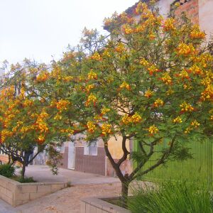 Caesalpinia tohumu sarı cennet kuşu çiçeği