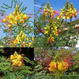 Caesalpinia tohumu sarı cennet kuşu çiçeği