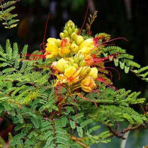 Caesalpinia tohumu sarı cennet kuşu çiçeği