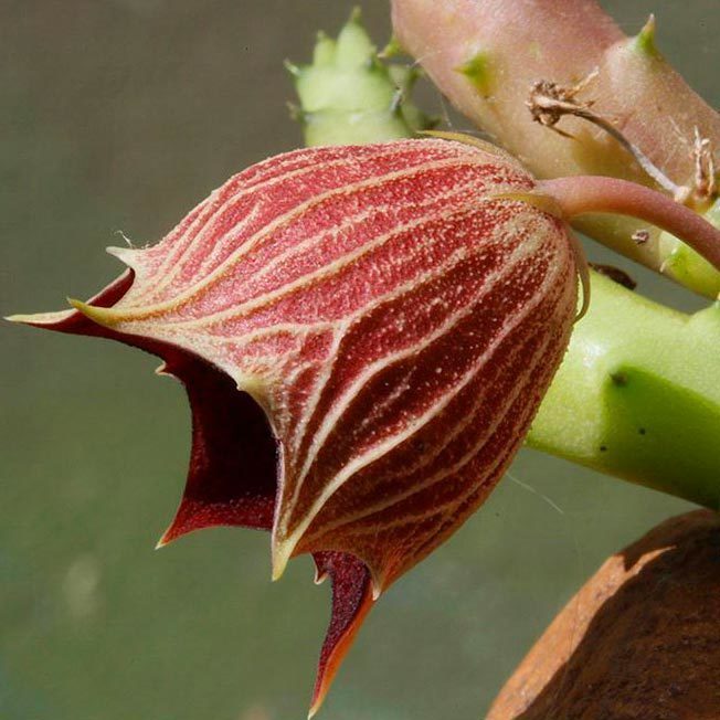 Huernia keniensis globosa