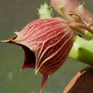 Huernia keniensis globosa