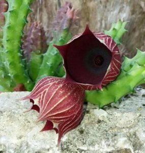 Huernia keniensis globosa