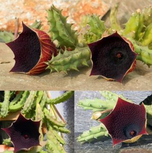 Huernia keniensis globosa