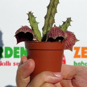 Huernia keniensis globosa