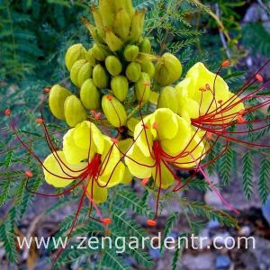 Caesalpinia tohumu sarı cennet kuşu çiçeği